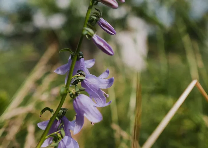 Luxuszelt Alabajka Wlen